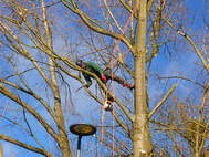 Tree trrimming Services