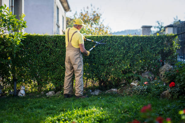 shrub trimming by a tree service contractor 