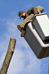 tree cutting contractors 