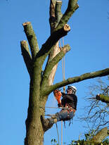 Tree cutting Contractors