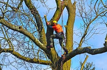 Contractor Climbing Tree