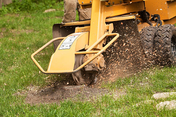 stump grinding in a residence 