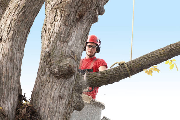 contractor cutting a tree branch  